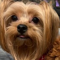 spartytheyorkie