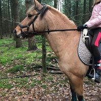_horse._girls_