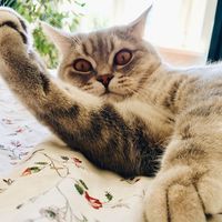 plushapushacat
