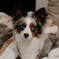 theminiaussies