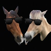 idioterna_cilke_bolero