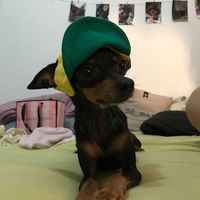 auausafatinha