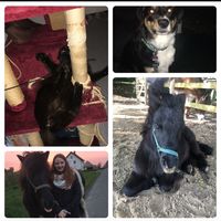 harr_y_and_my_crazy_pets