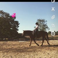 horses4live.xd