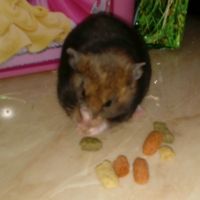 schicklieche