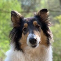 thatcolliebella