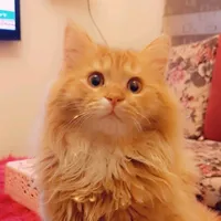 original sound - nesreen.balawe