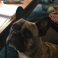 x.bree.the.doggo.x