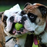 lola_tillman_bulldogs