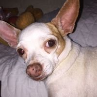 doggy123452
