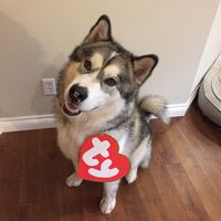 kodathealaskanmalamute