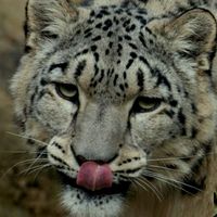 оригинальный звук - AleksBird