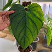 plantlovingj