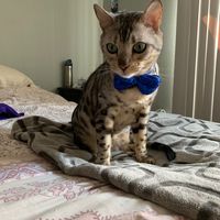 leoelmamalon