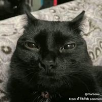 why are ppl using this