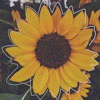 sunfloweerrrrr