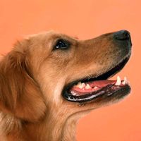 dogworld3113