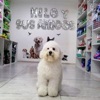 miloysusamigoscl