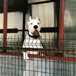 dogo_buz