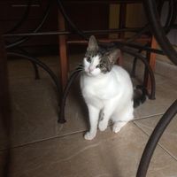 the_little_kikas