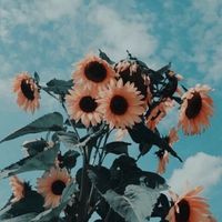 live.wallpapers000