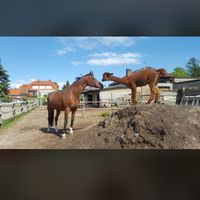 _pony.world_
