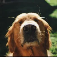 original sound - sunnythegolden