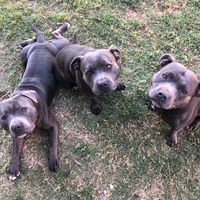 three_bluestaffies