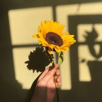 0__sunflower__