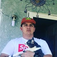 thebushdownthestreet