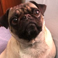 pug.akina