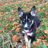 yuna_the_husky