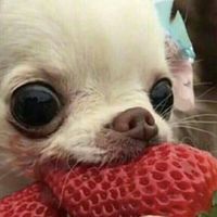 hioroscopo