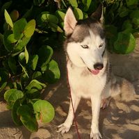 blondi_husky