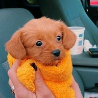 pom.baeren