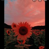 _.sunflower__aesthetic