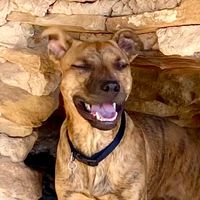 axlerose_k9