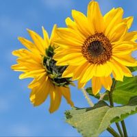 xx_sunflower.asmr_xx
