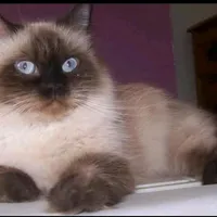 original sound - rajaesecret1