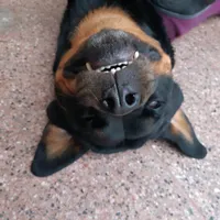 original sound - ruana2015