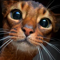 original sound - sensej_cat