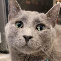 cosmo_thetiktokcat