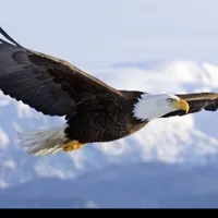 original sound - الطائرالمسافر