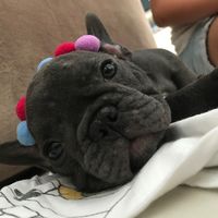 mel_doggg