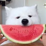 BEST FRIEND