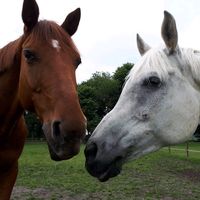 The jorvik wild horse remix
