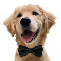puppy_grahams
