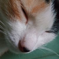 original sound - light&dark