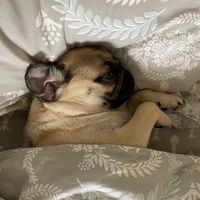 pug_senya