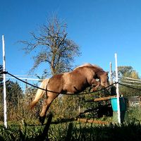 soulpony_isi
